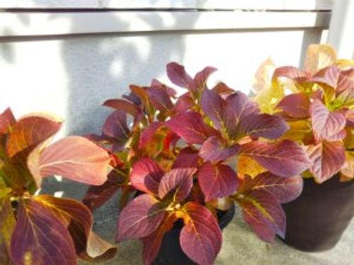 アジサイ 紫陽花 の冬の手入れまとめ 冬越しや剪定の方法 開花時期までの管理は Greensnap グリーンスナップ