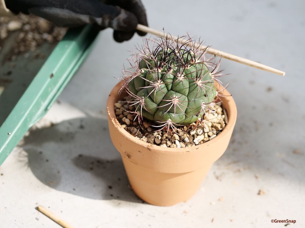 サボテン 植え替え