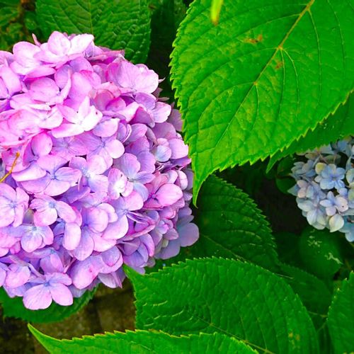 アジサイ 紫陽花 の毒はどこに含まれてるの 症状や対処法 触ると危ない Greensnap グリーンスナップ アジサイ 紫陽花 の毒はどこに含まれてるの 症状や対処法 触ると危ない Greensnap グリーンスナップ