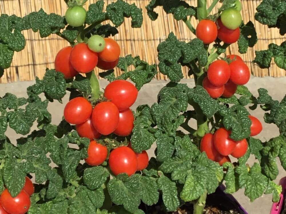 ミニトマト キッチンキャンディ