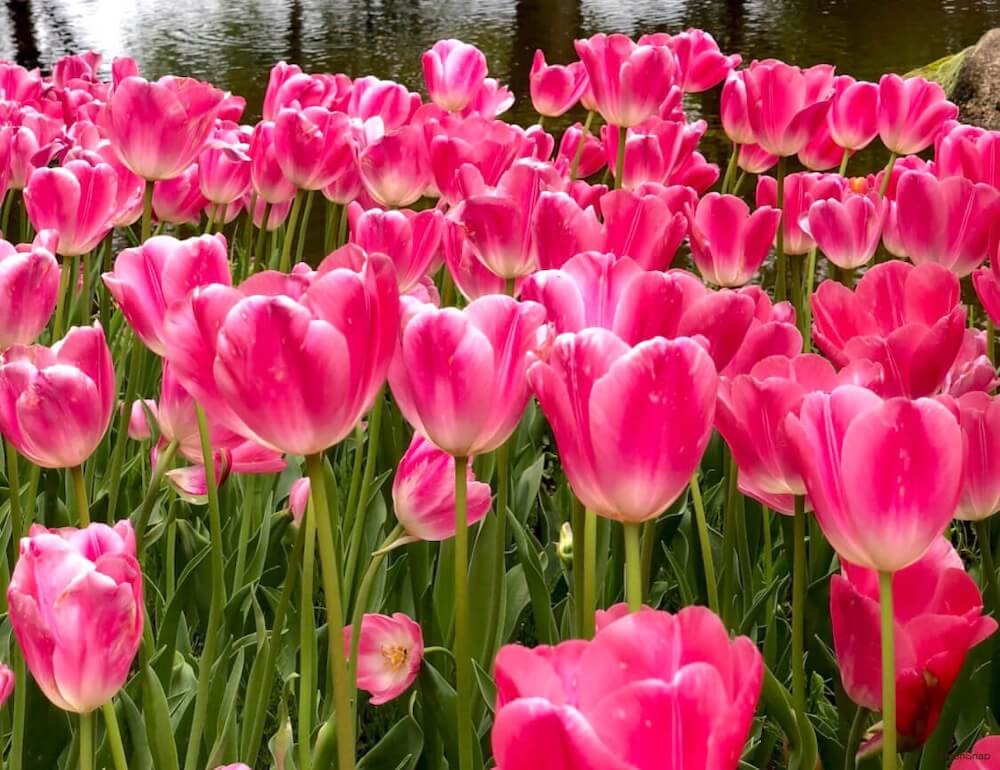 チューリップ畑 ピンク