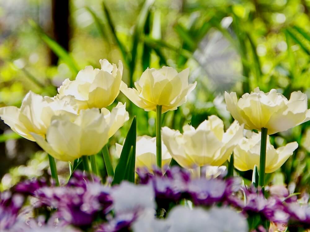 チューリップの花言葉 色 本数別の意味は 花瓶で長く飾るコツは Greensnap グリーンスナップ