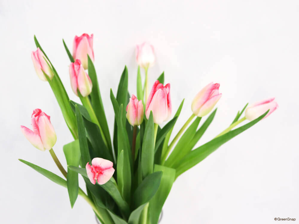 チューリップの花言葉 色 本数別の意味は 花瓶で長く飾るコツは Greensnap グリーンスナップ
