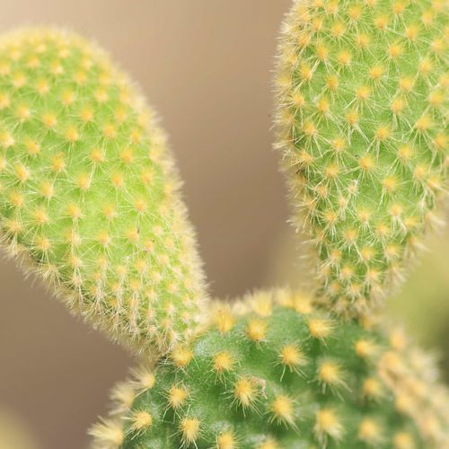 バニーカクタスの育て方｜伸びすぎる原因は？植え替えや水やり頻度は