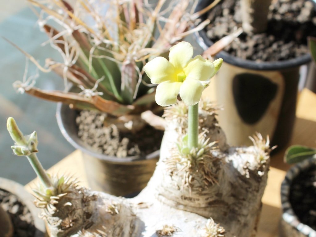 パキポディウム・エブレネウム　鉢植え　窓際　白い花
