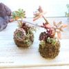 多肉植物を苔玉に寄せ植え！作り方や材料は？形が崩れたどうする？の画像