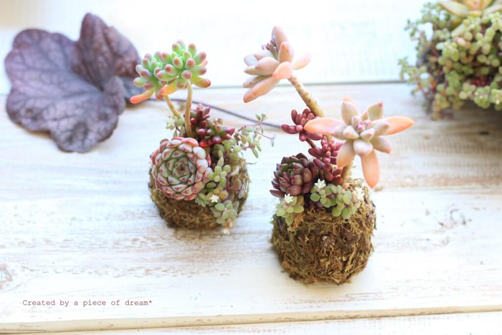 多肉植物を苔玉に寄せ植え！作り方や材料は？形が崩れたどうする