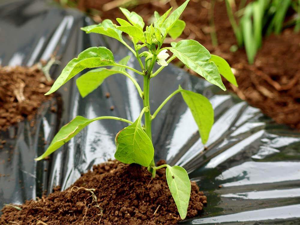ピーマンの育て方 植える時期や収穫時期はいつ わき芽の取り方は Greensnap グリーンスナップ