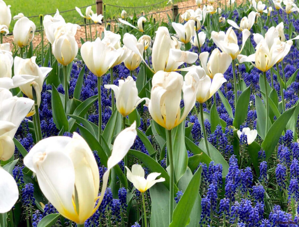 チューリップ ムスカリ