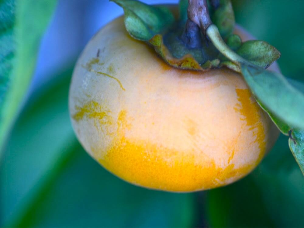 富有柿の品種は何ですか?: 富有柿 食べ方 _ 富有柿 – WWCNQO