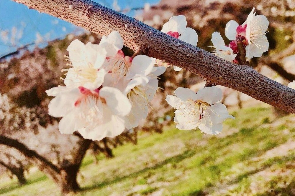 梅 ウメ の花言葉 怖い意味もある 紅梅と白梅では意味が違うの Greensnap グリーンスナップ