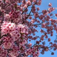 桜(サクラ)の花言葉｜怖い意味がある？桜の別名は？何科の植物？の画像
