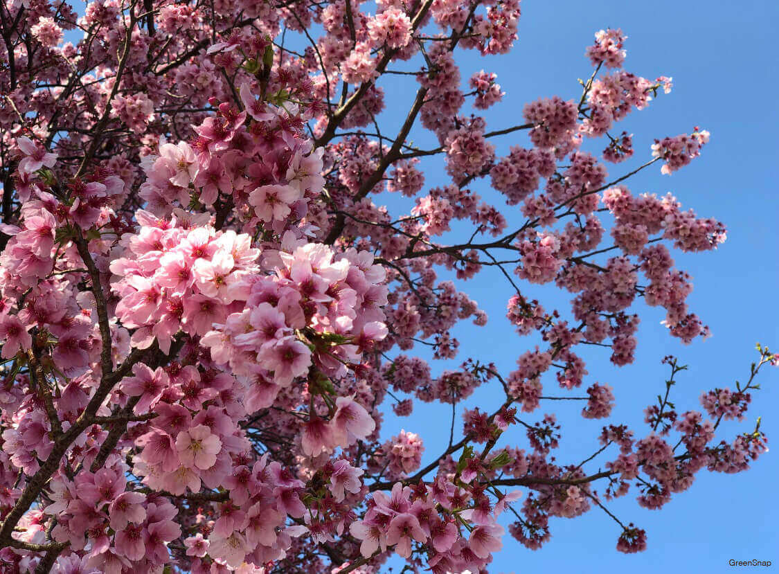 種類別 桜の花言葉には怖い意味もある 桜の別名は 何科の植物 Greensnap グリーンスナップ