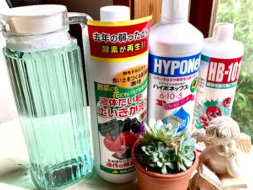 朝顔の肥料の正しい与え方や時期 おすすめや100均のものでも大丈夫 Greensnap グリーンスナップ