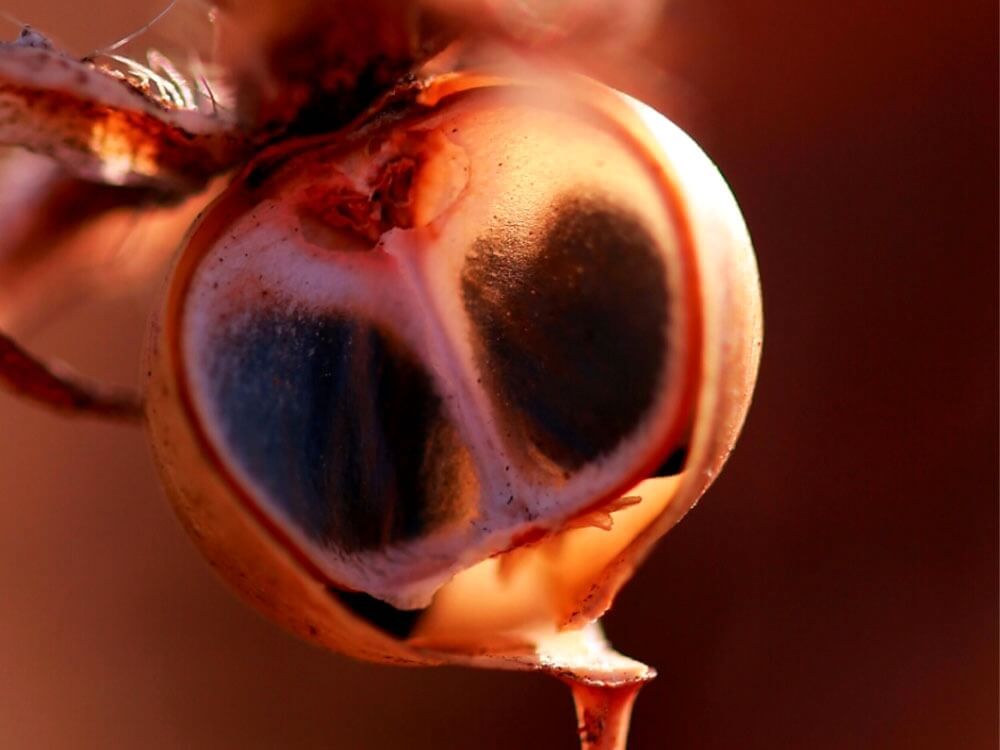 朝顔　種　実る