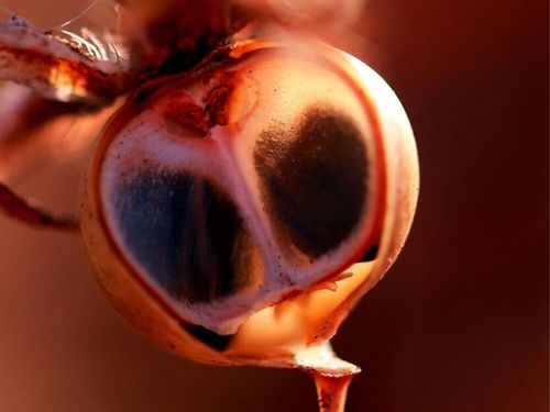 朝顔の種には毒性がある？葉っぱや茎にも含まれる？触るとかぶれる 