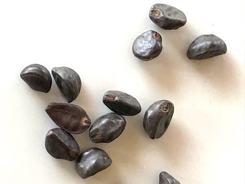 朝顔の種には毒が含まれている？症状や成分、花や茎も危ないの 