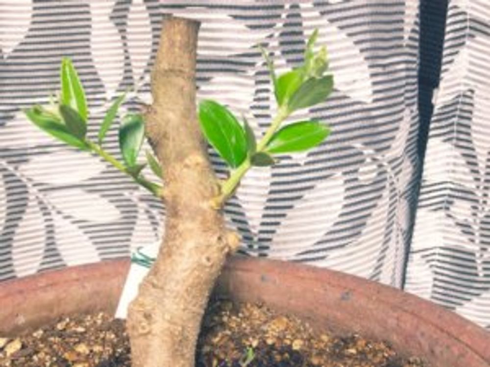 オリーブ・ルッカ　芽