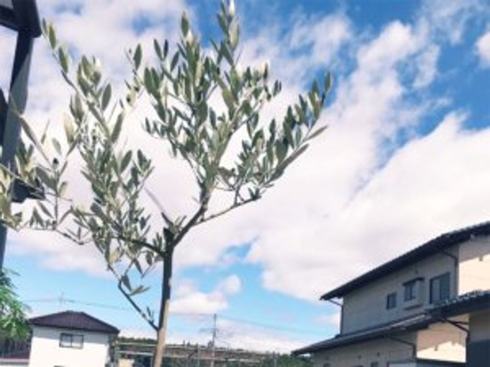 オリーブ・ルッカ　鉢植え　屋外