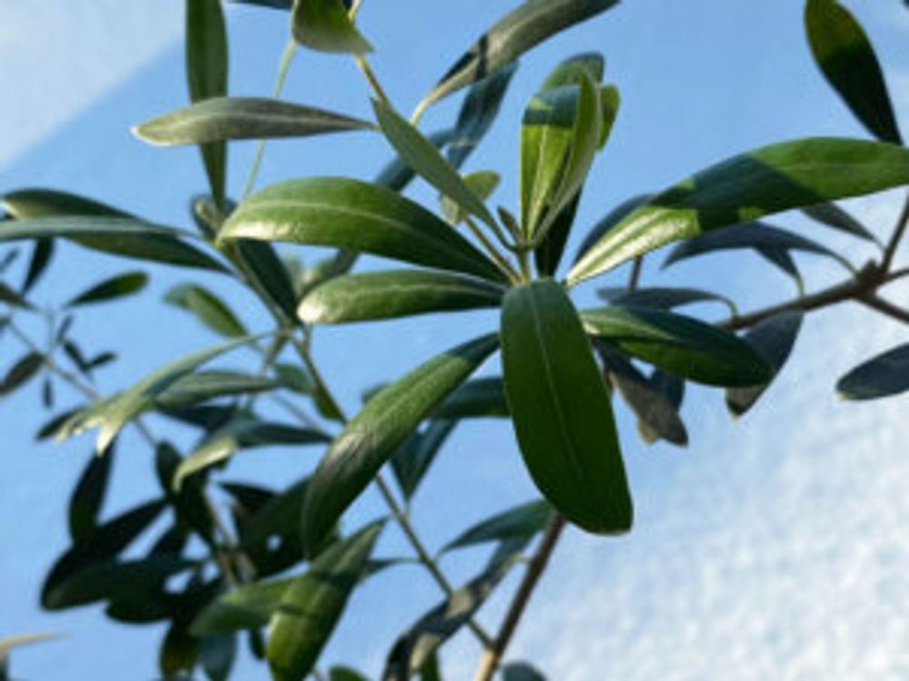 オリーブ・ルッカ　鉢植え　室内