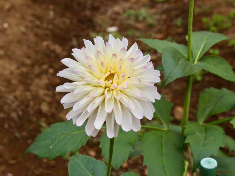 ダリア ストレートカクタス咲き