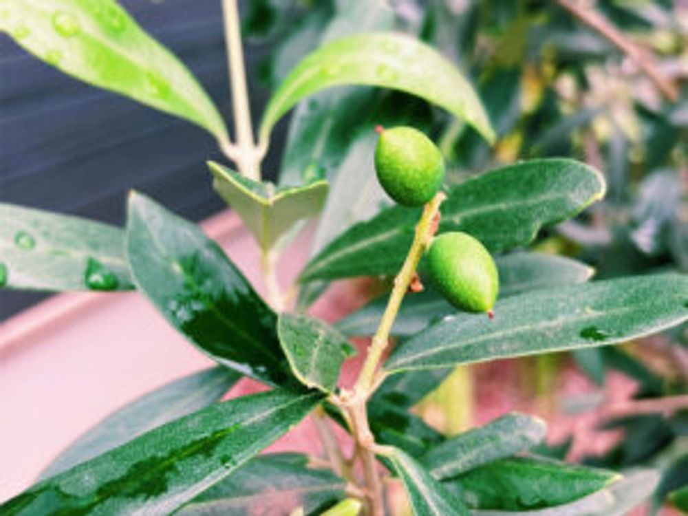 オリーブ・シプレッシーノ　実　屋外