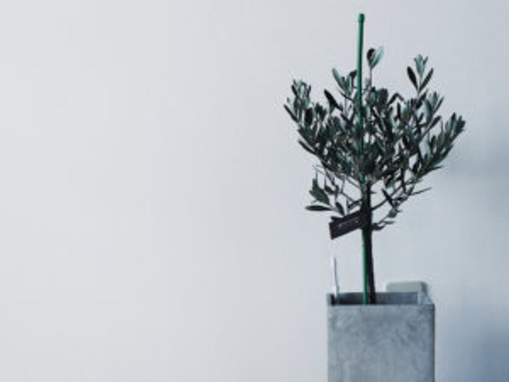 オリーブ・シプレッシーノ 鉢植え