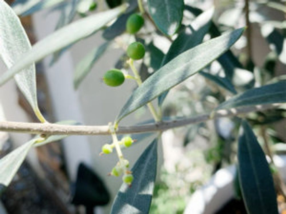 オリーブ・シプレッシーノ　葉