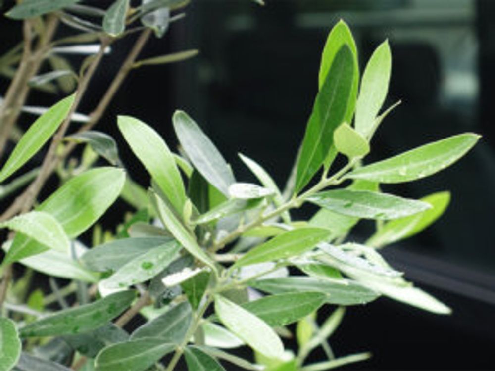 オリーブ・シプレッシーノ