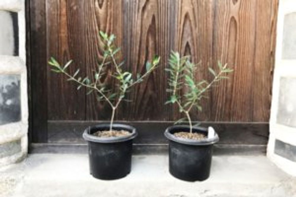 オリーブ・シプレッシーノ 2本