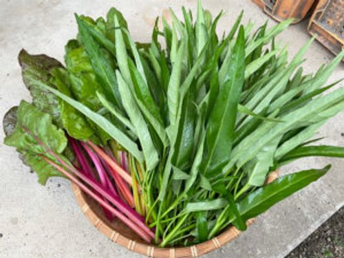 空芯菜 クウシンサイ の栽培 育て方 種まきや収穫の時期 プランターでも育てられる Greensnap グリーンスナップ