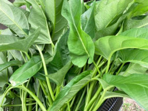 空芯菜 クウシンサイ の栽培 育て方 種まきや収穫の時期 プランターでも育てられる Greensnap グリーンスナップ