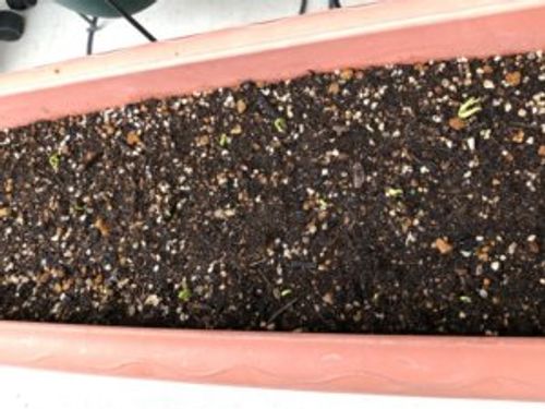 空芯菜 クウシンサイ の栽培 育て方 種まきや収穫の時期 プランターでも育てられる Greensnap グリーンスナップ