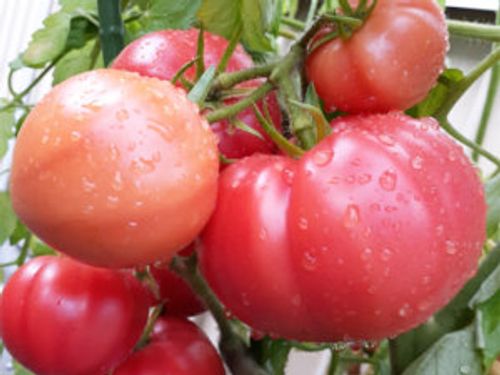 トマト ミニトマト の保存 冷凍 冷蔵での保存方法やドライもおすすめ Greensnap グリーンスナップ