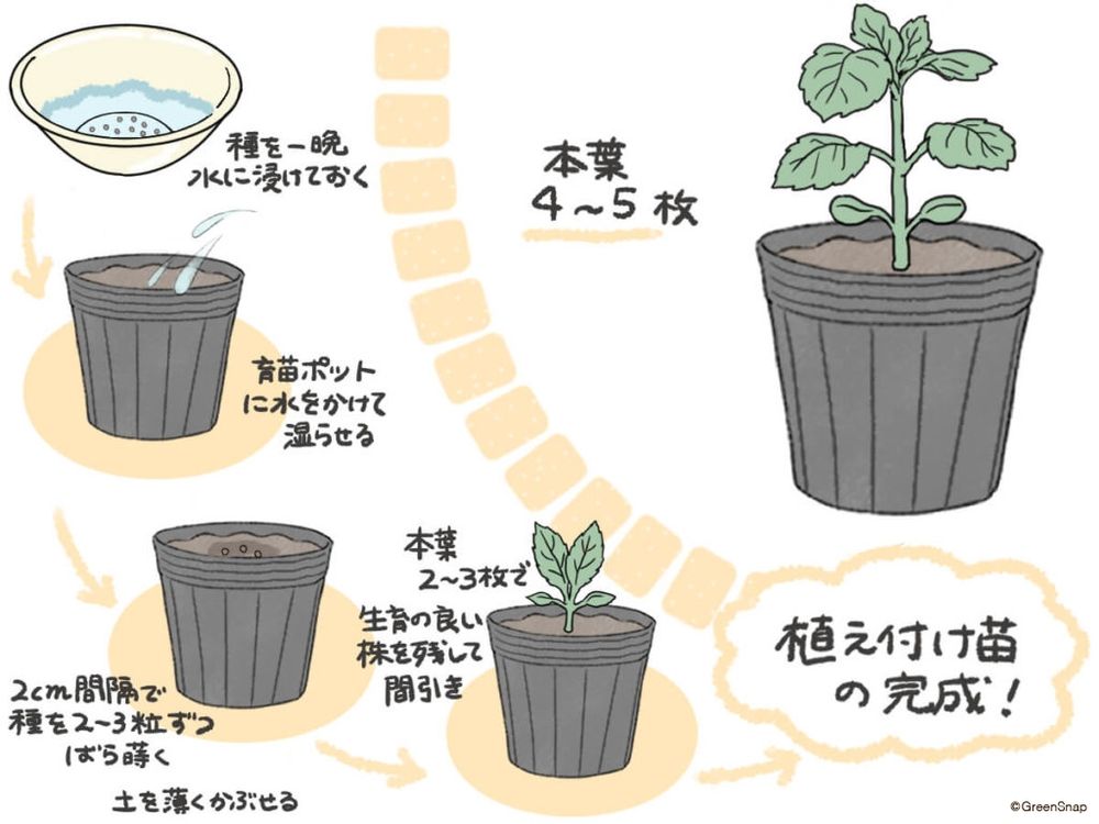 シソ 種まき イラスト