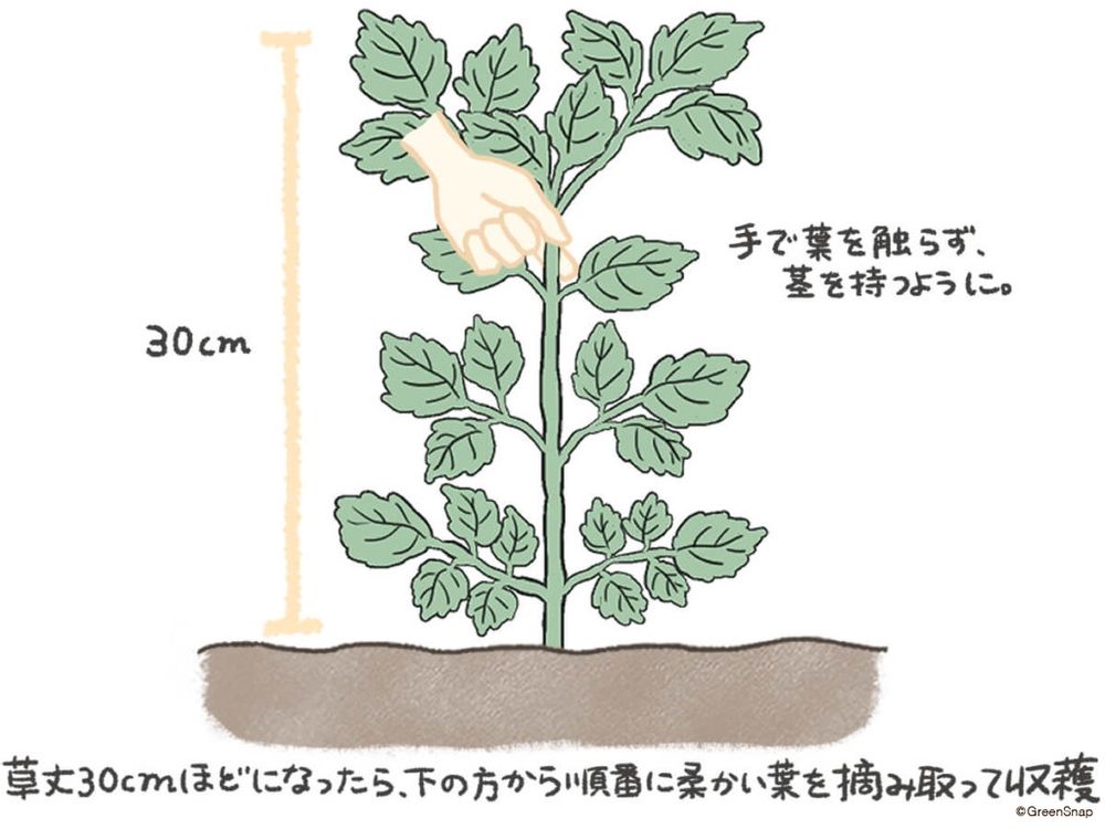 シソ 収穫 イラスト