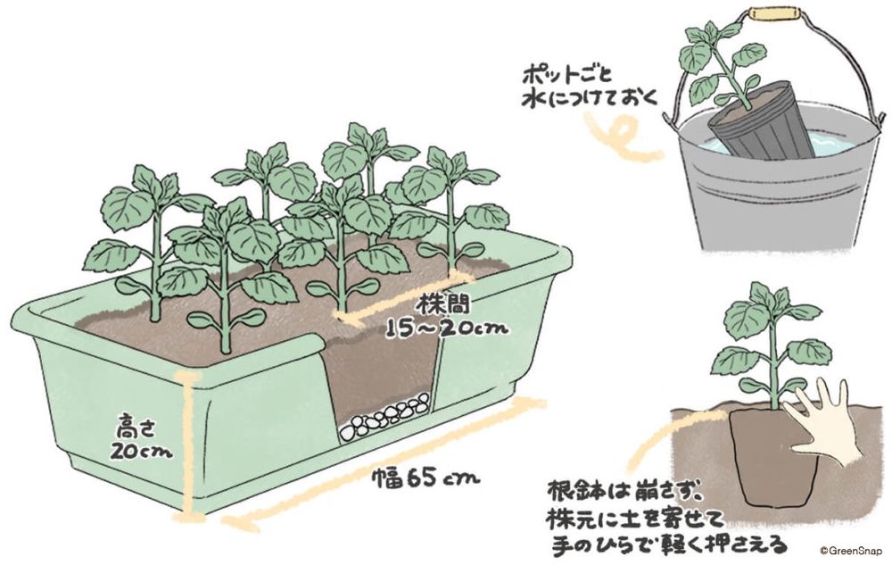 シソ 植え付け プランター イラスト