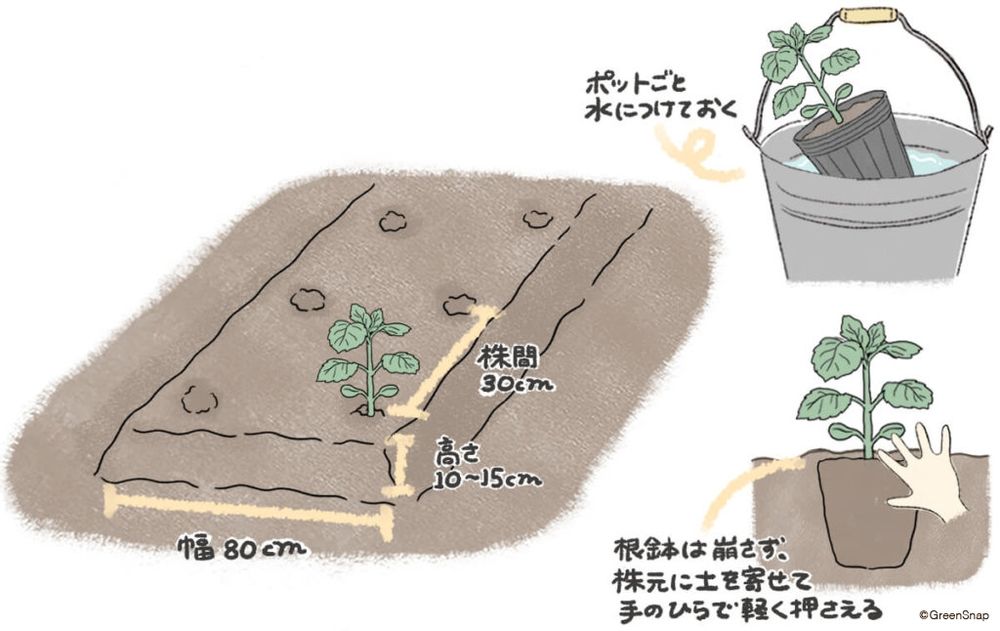 シソ 植え付け 地植え イラスト