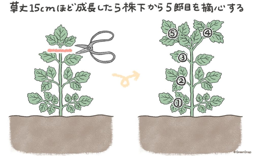 シソ 摘心・剪定 イラスト