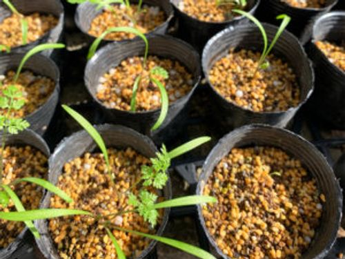 オルレアの育て方 種まきの時期や種の採取方法 花の開花時期や特徴は Greensnap グリーンスナップ オルレアの育て方 種まきの時期や種の採取方法 花の開花時期や特徴は Greensnap グリーンスナップ