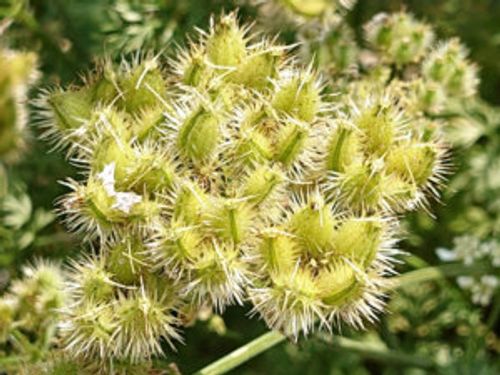 オルレアの育て方 種まきの時期や種の採取方法 花の開花時期や特徴は Greensnap グリーンスナップ