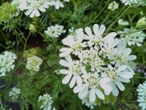 オルレアの育て方 種まきの時期や種の採取方法 花の開花時期や特徴は Greensnap グリーンスナップ オルレアの育て方 種まきの時期や種の採取方法 花の開花時期や特徴は Greensnap グリーンスナップ
