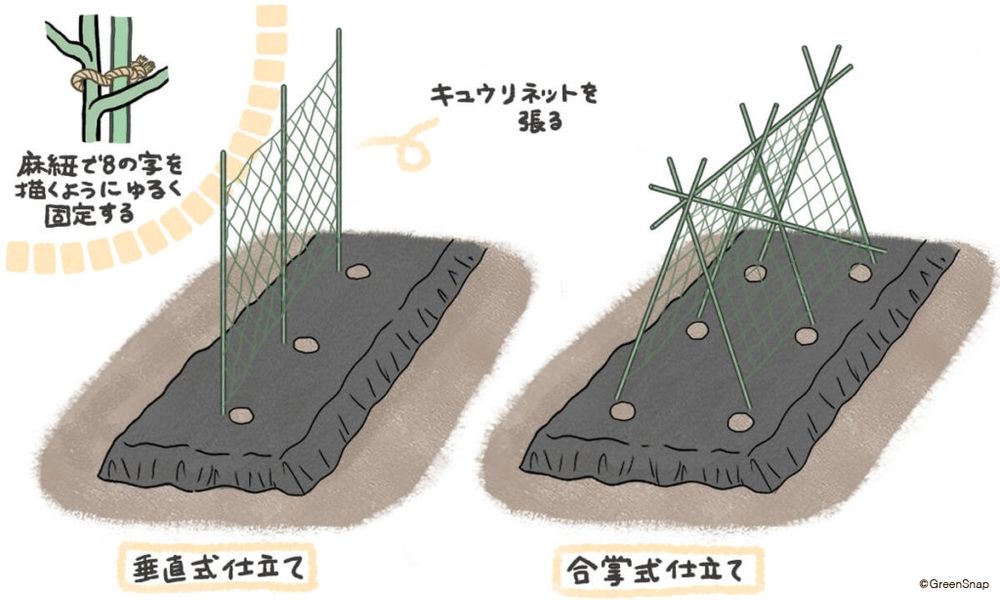 きゅうり　支柱　地植え イラスト