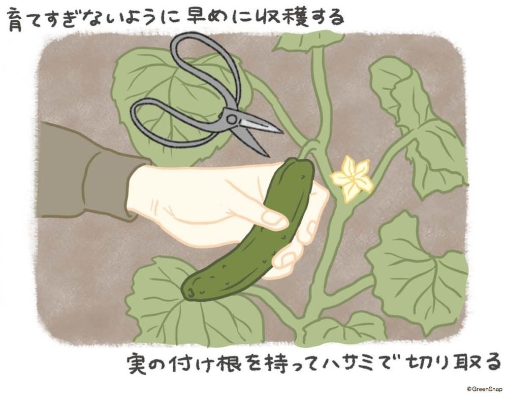 きゅうり　収穫 イラスト