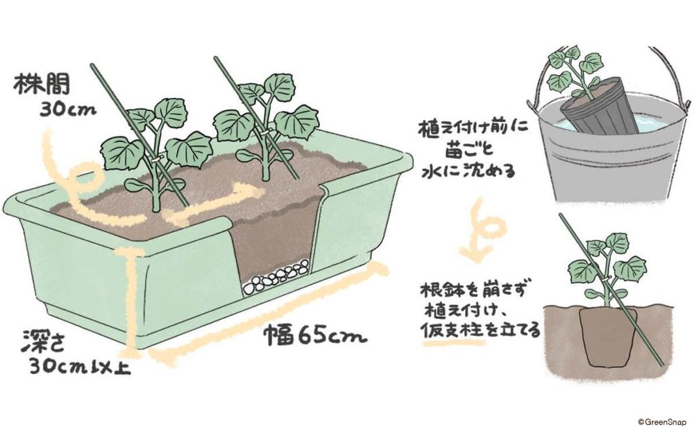 きゅうり 植え付け プランター イラスト