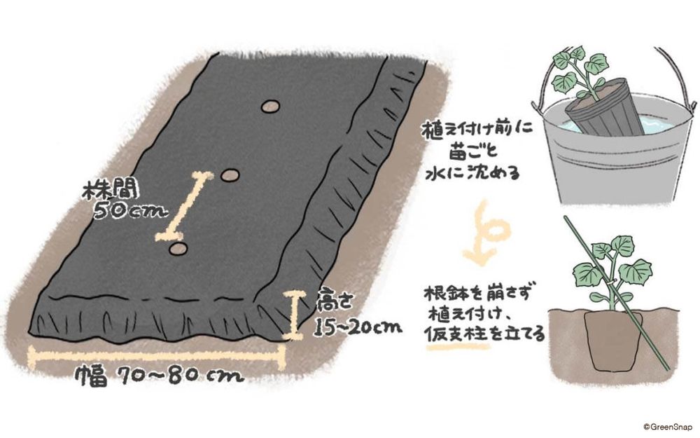 きゅうり 植え付け 地植え イラスト