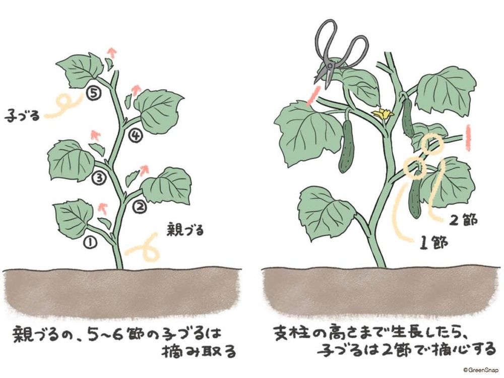 きゅうり 整枝・摘心 イラスト