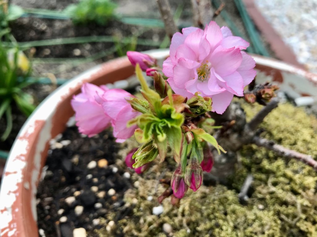 苔玉桜 肥料