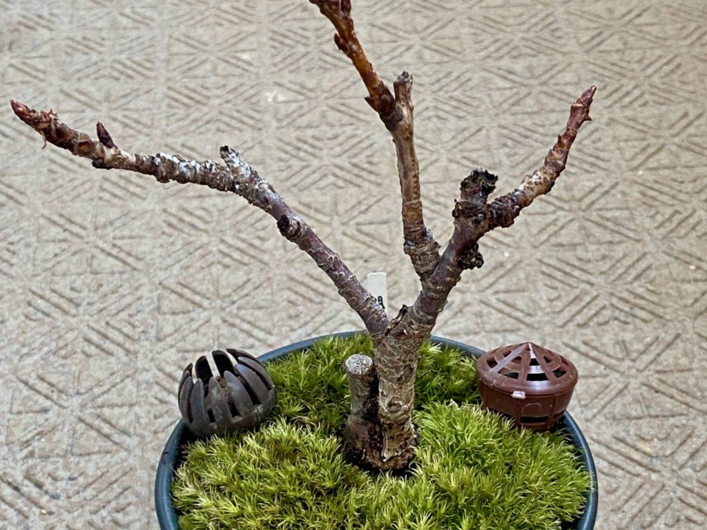苔玉桜 植え替え