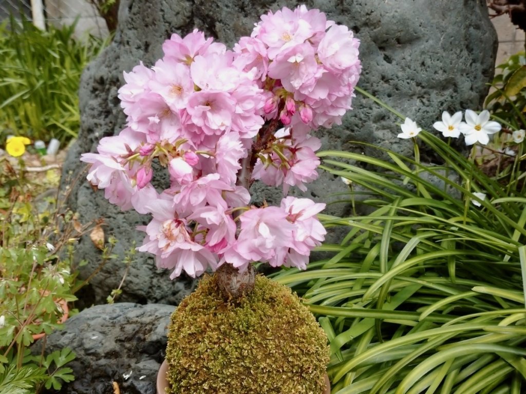 苔玉桜